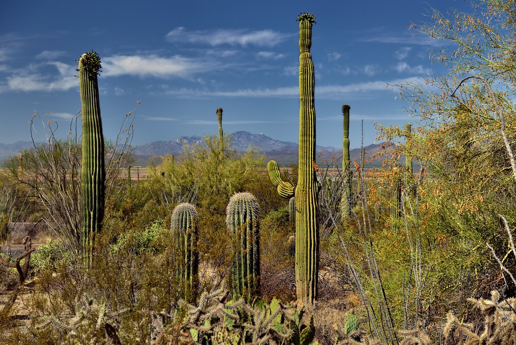 Cactus for Swoboda Marketing