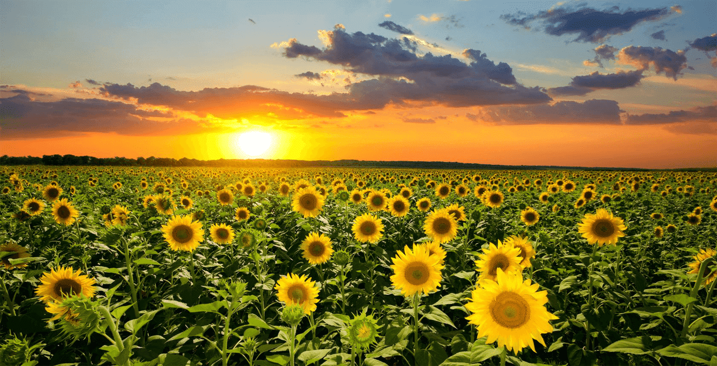Field of Sunflower