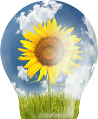 flower-bulb